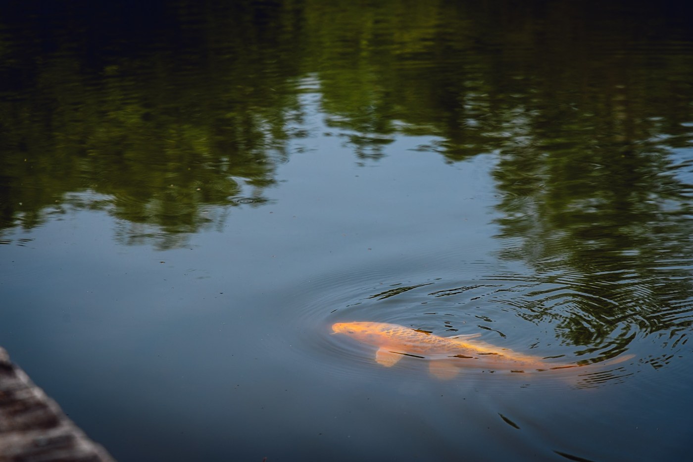 Orange koi fish swimming near the dock