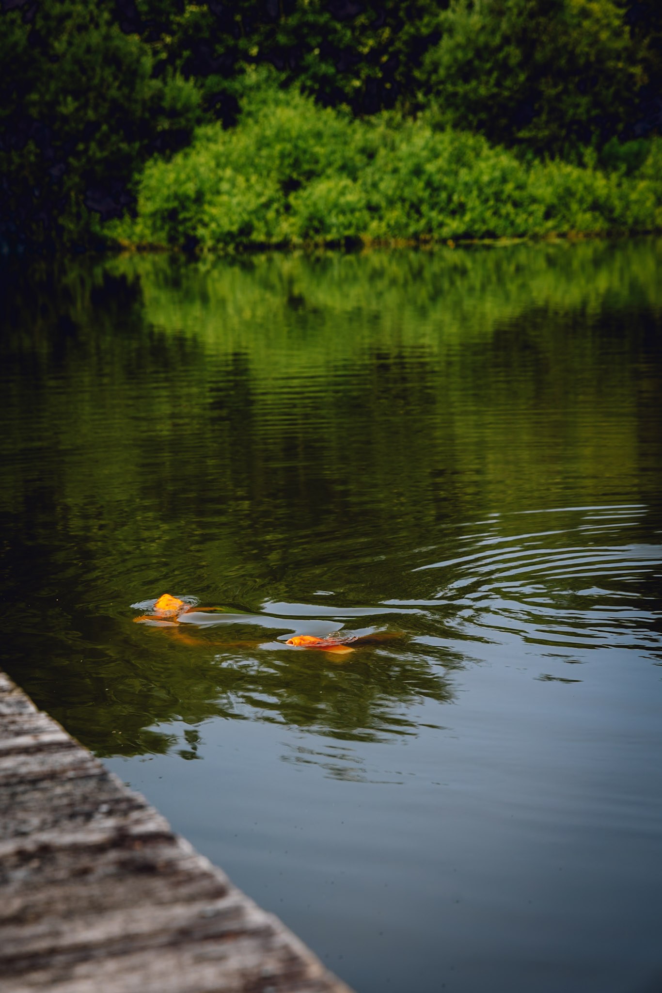 Two koi fish near the dock edge