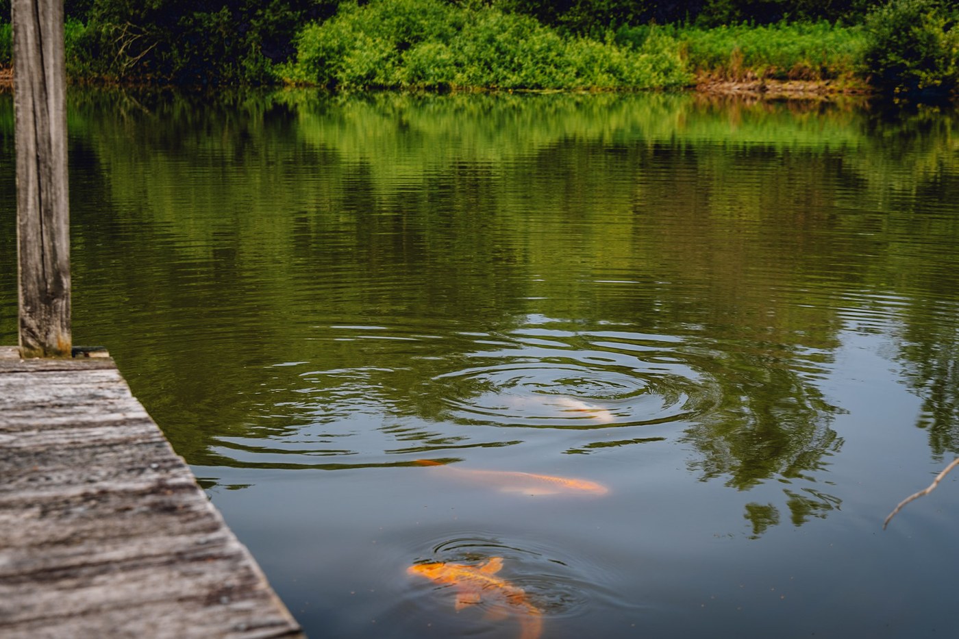 Multiple koi fish swimming in the pond