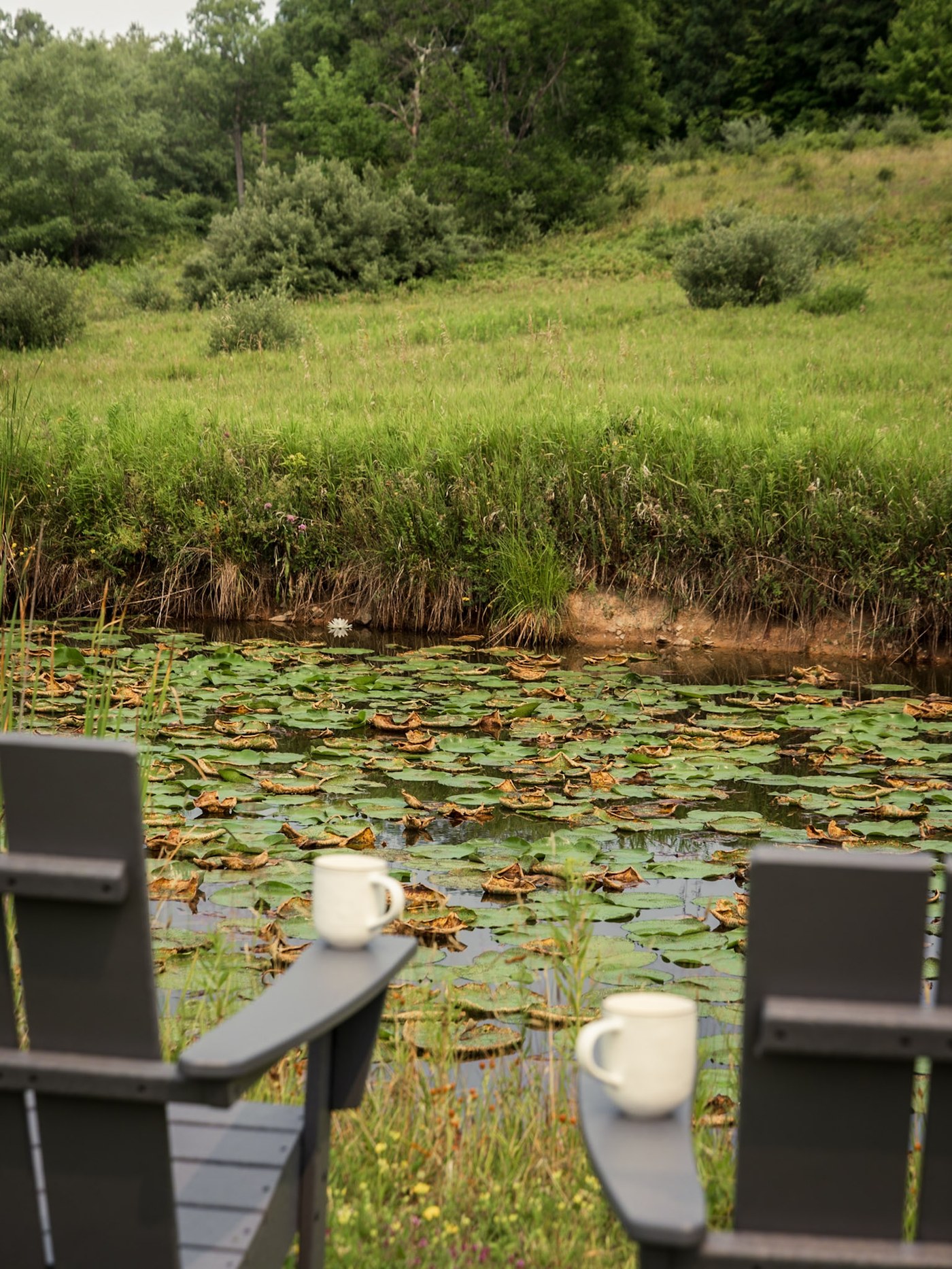 Two Adirondack chairs facing the lily pond with morning coffee